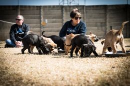 JHB Animal Anti-Cruelty League